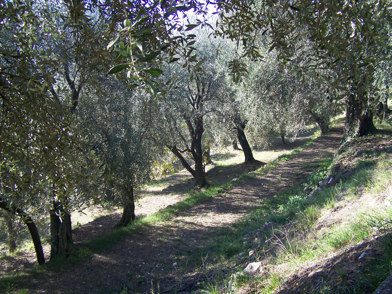 moulin huile olive baussy - olive de nice spéracedes