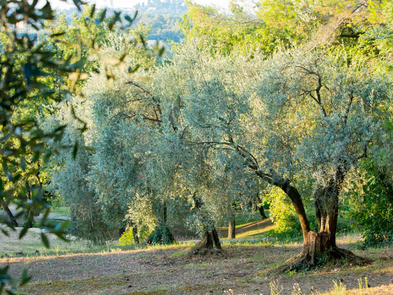 moulin huile olive baussy - olive de nice spéracedes